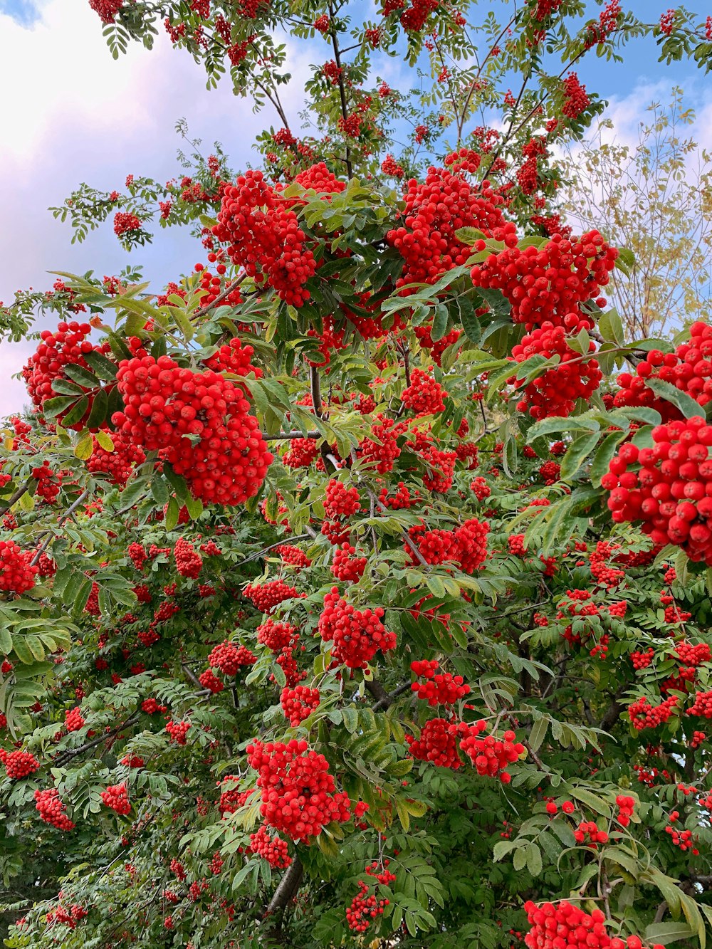 red flowers and green leaves