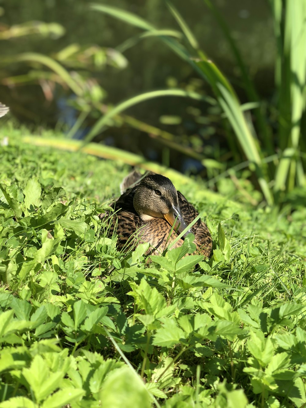 Anatra marrone su erba verde