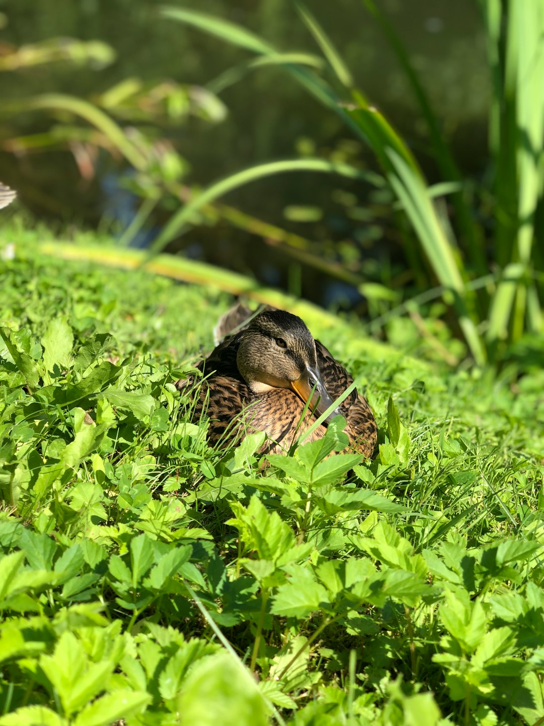 travelers stories about Wildlife in Unnamed Road, Russia