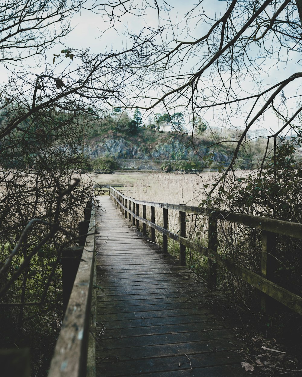 brown wooden bridge near brown withered trees