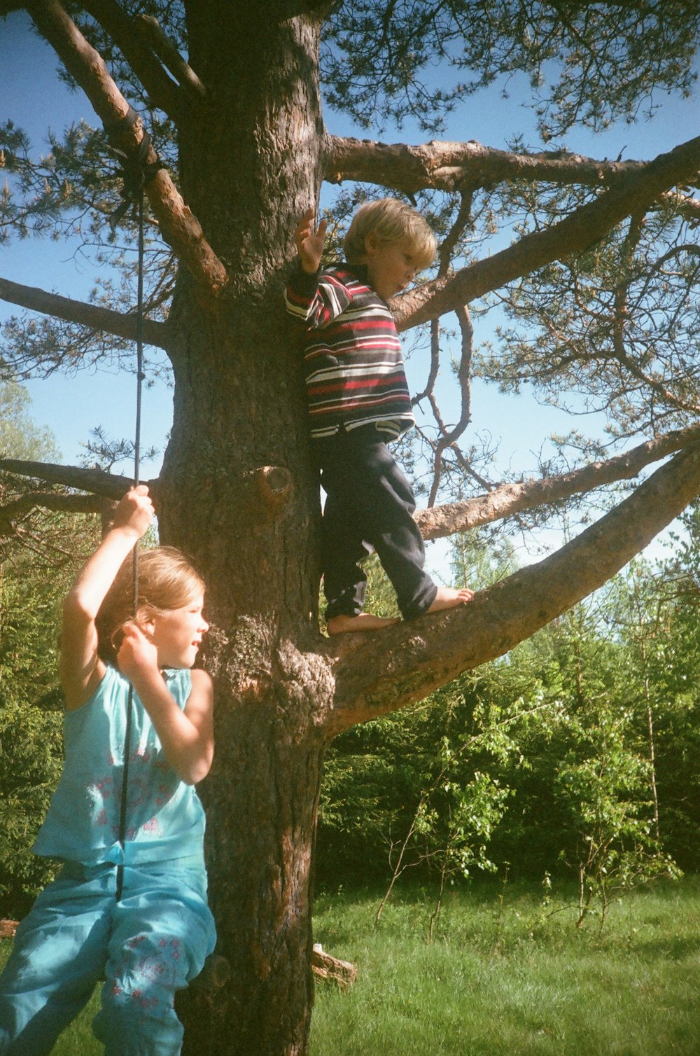 boy standing on tree branch during daytime