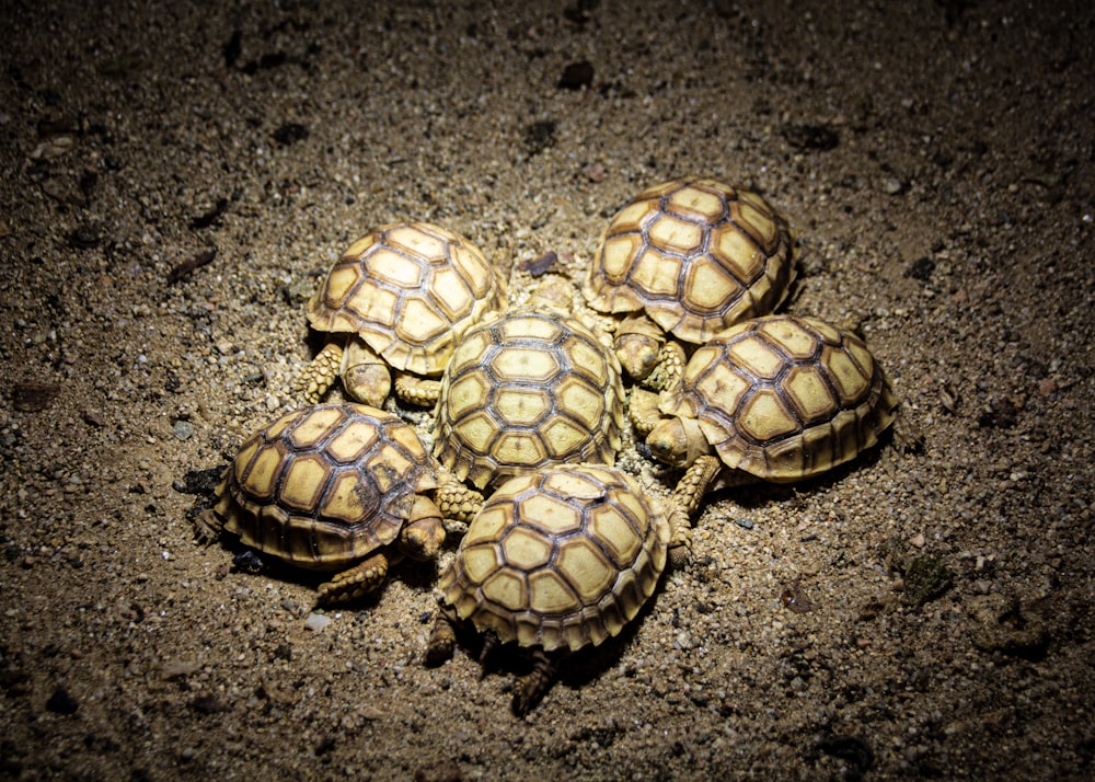 sechs gelbe und braune Schildkröten