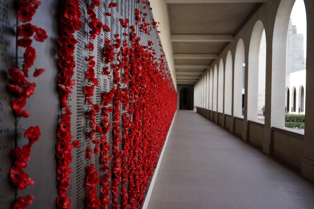fleurs aux pétales rouges accrochées sur un mur gris