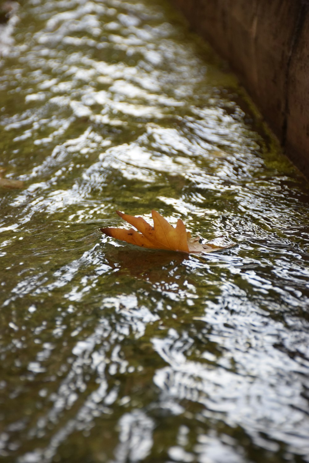 brown leaf in water close-up photography
