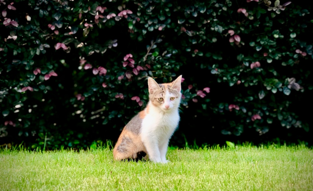 흰색과 갈색의 짧은 털 고양이 클로즈업 사진