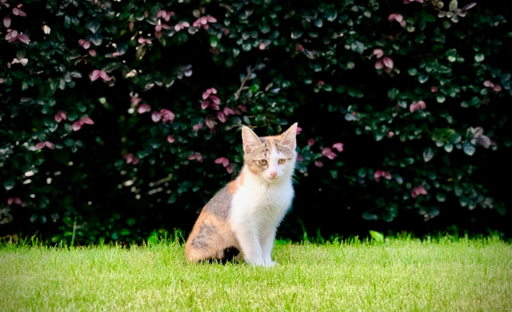 white and brown short-fur cat close-up photography