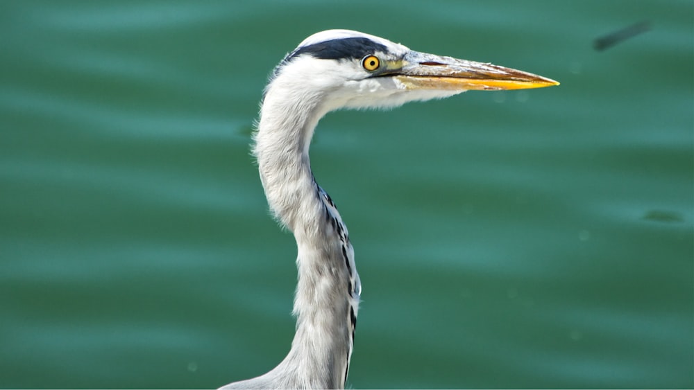 white and blue heron