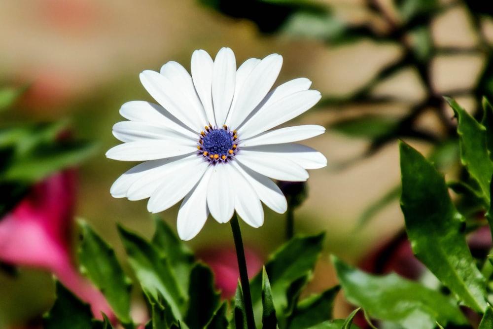 white petaled flower