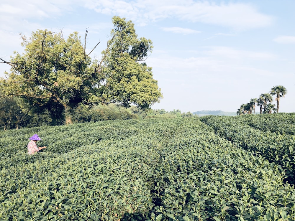 a person in a field with trees in the background