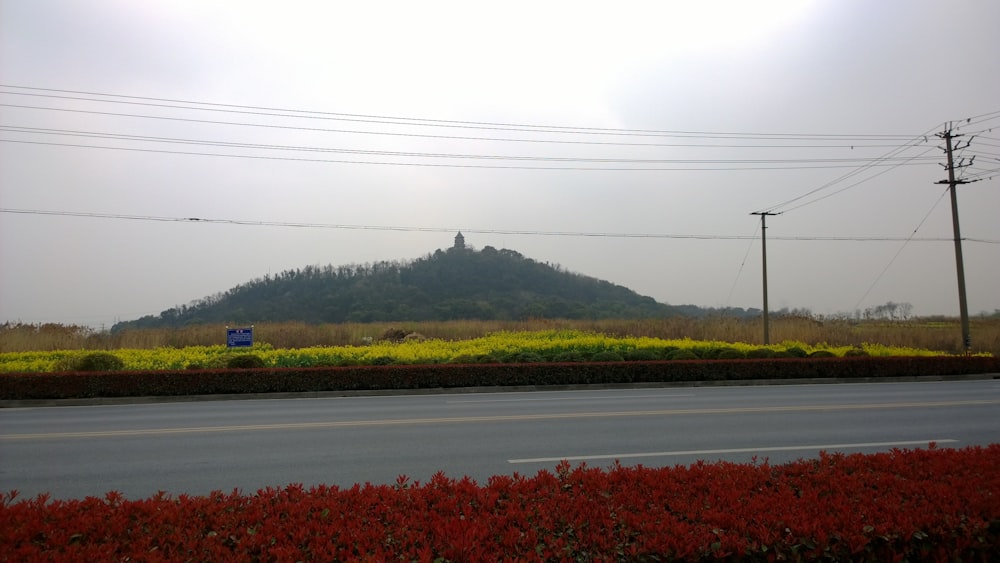 road in between red flower field and green grass during daytime