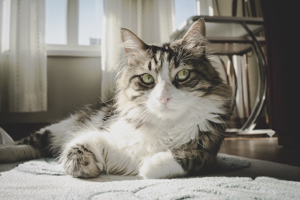 fotografía de primer plano de gato de pelaje largo blanco y gris