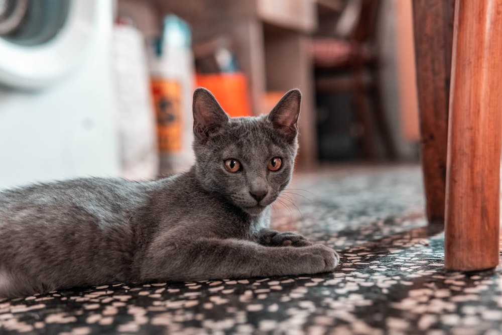a gray cat laying on the floor next to a wooden chair