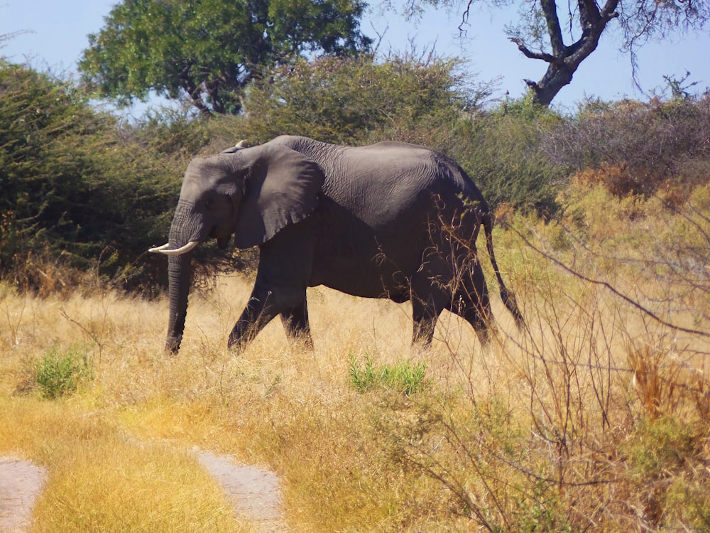 wildlife photography of elephant walking on brown grass during daytime