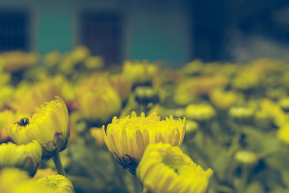 bed of yellow flower