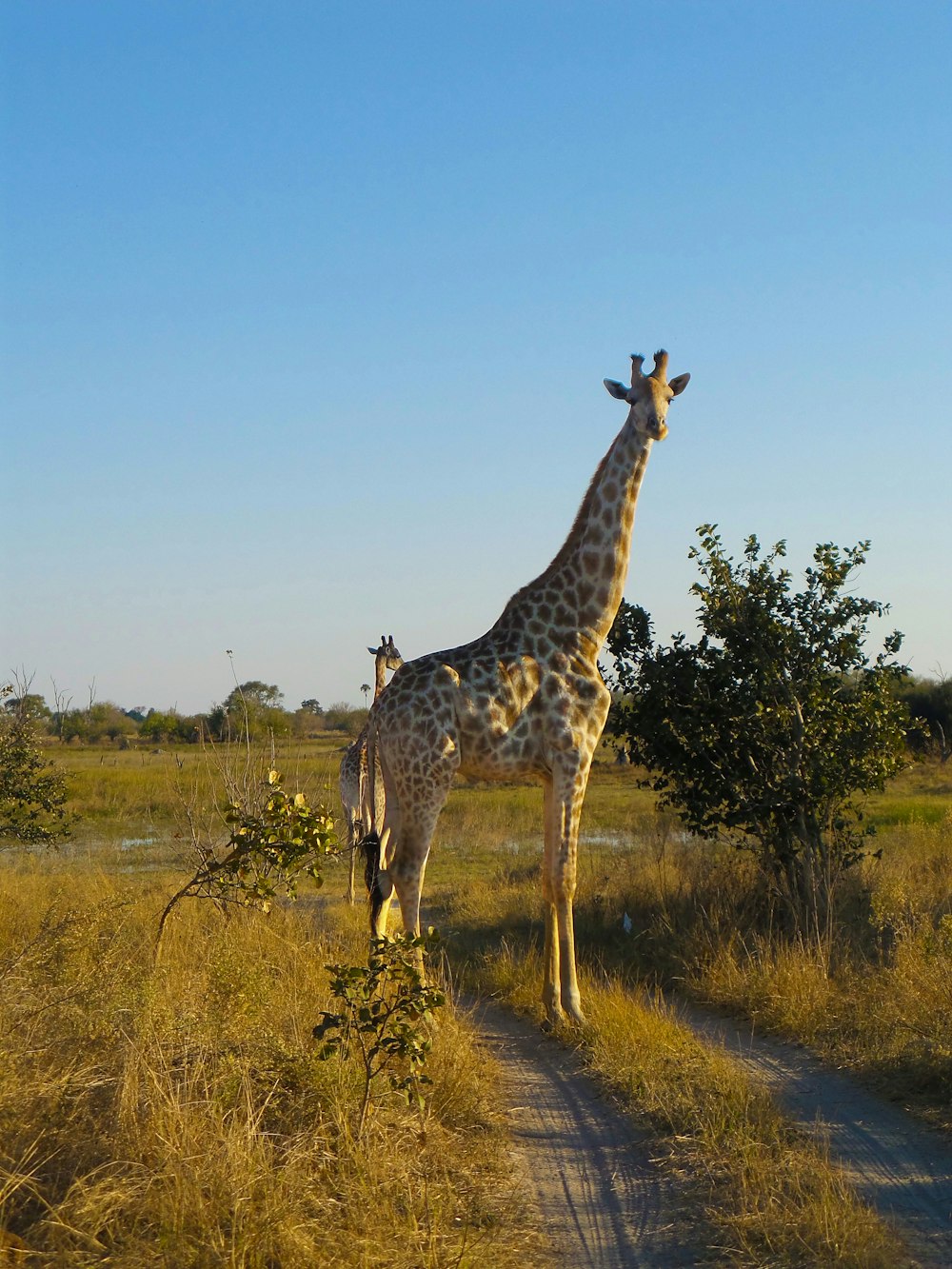 brown giraffe on focus photography