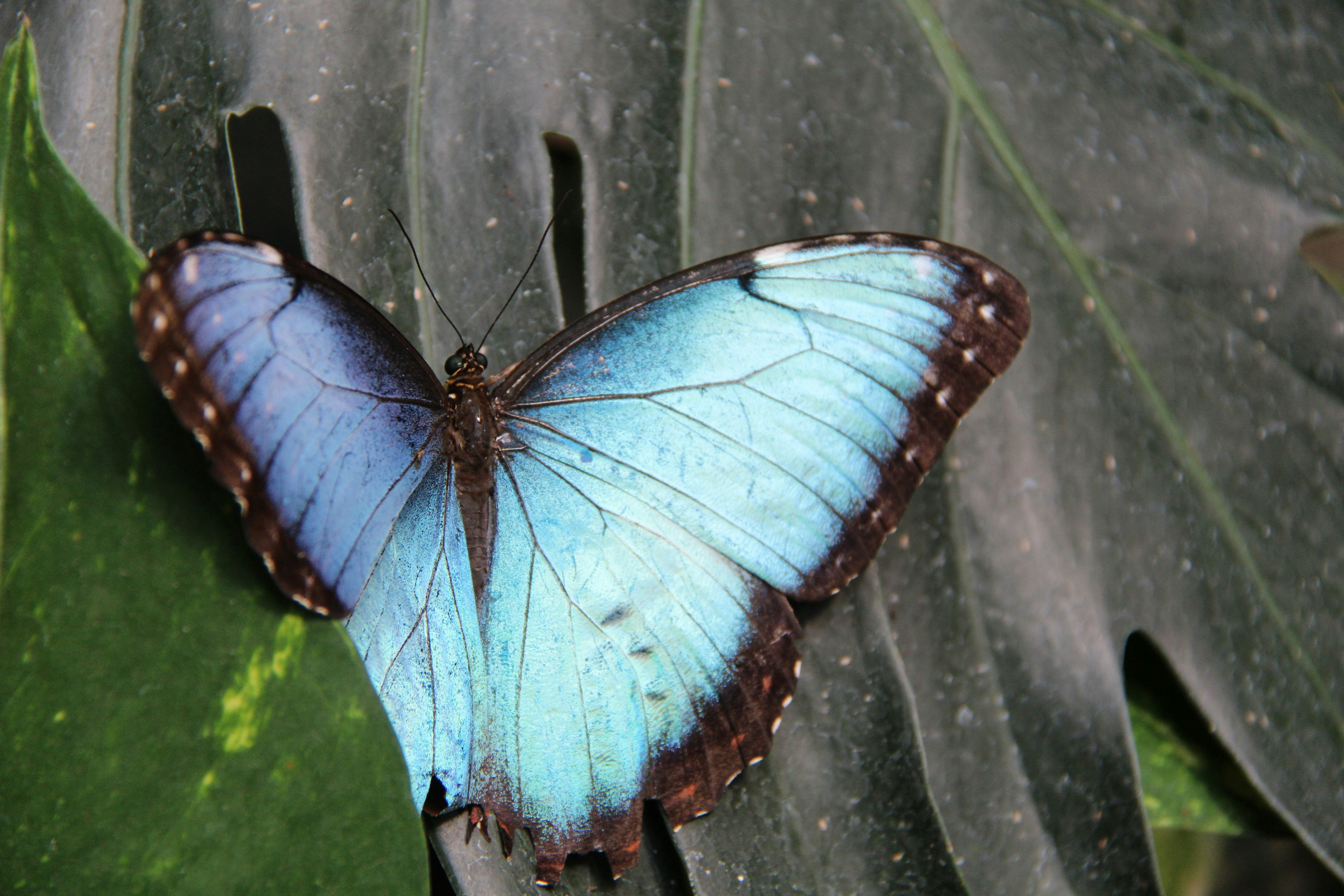 Iridescent blue morpho butterfly wings spread on dark leaf, deep shadow background, jewel-toned atmospheric lighting