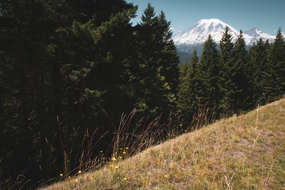 trees and mountains