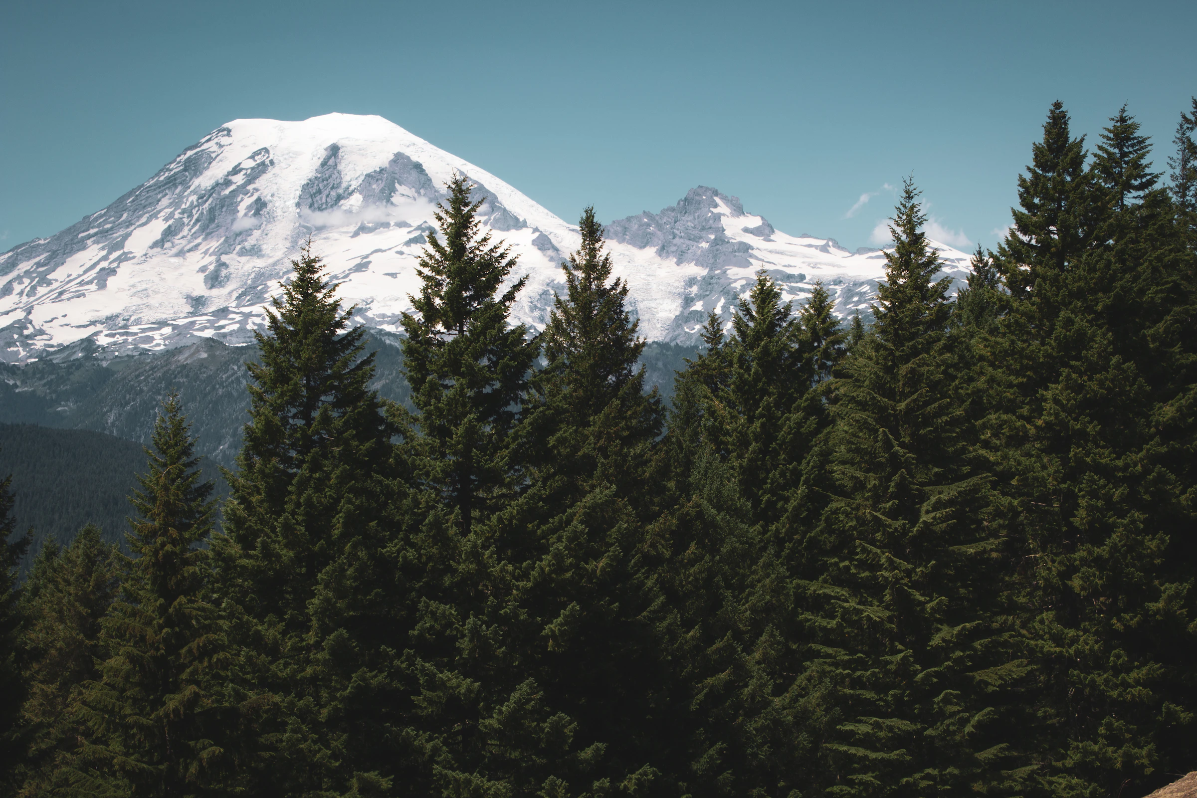 Mount Rainier rising behind a stand of evergreen trees