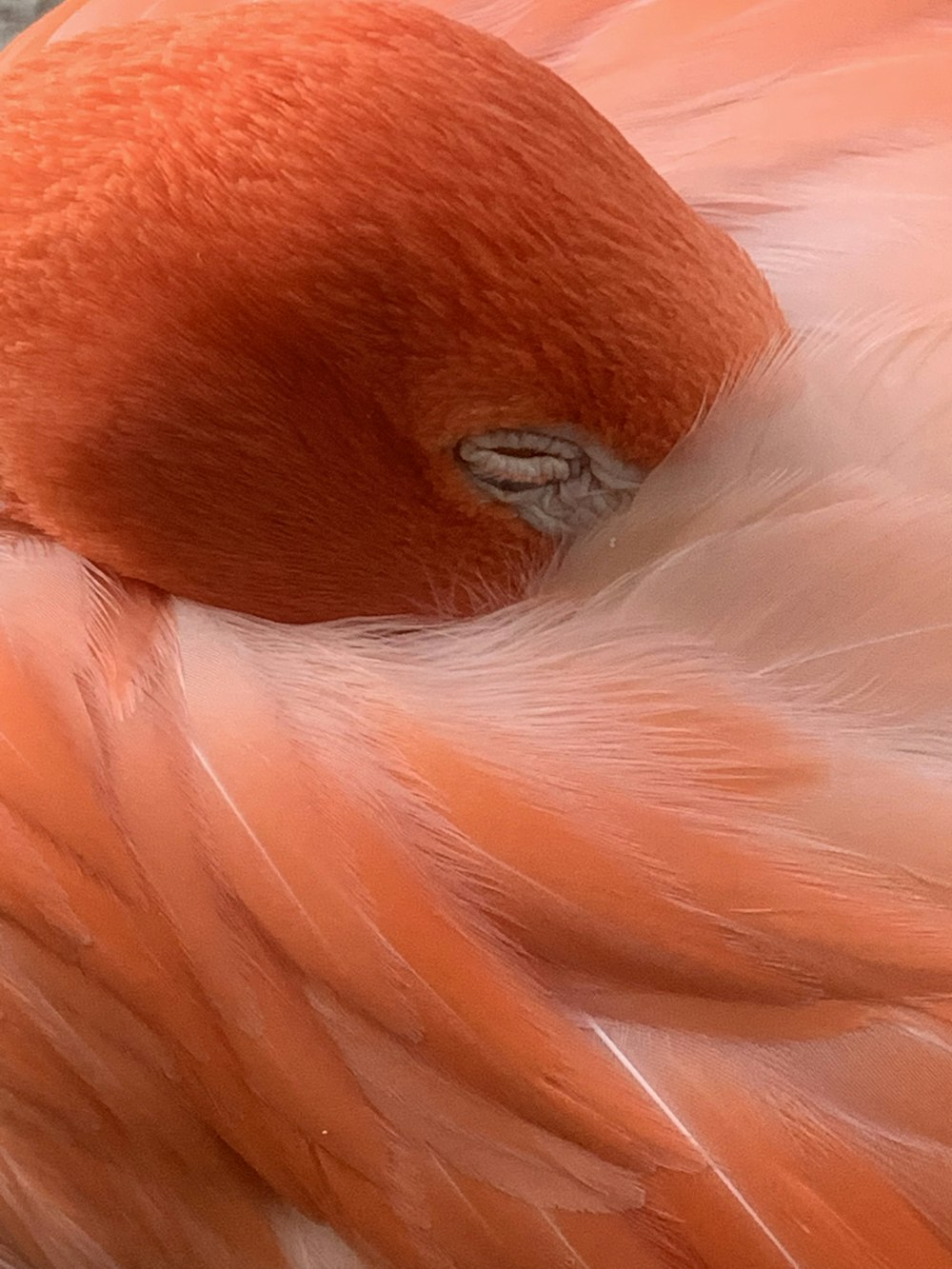 pink flamingo