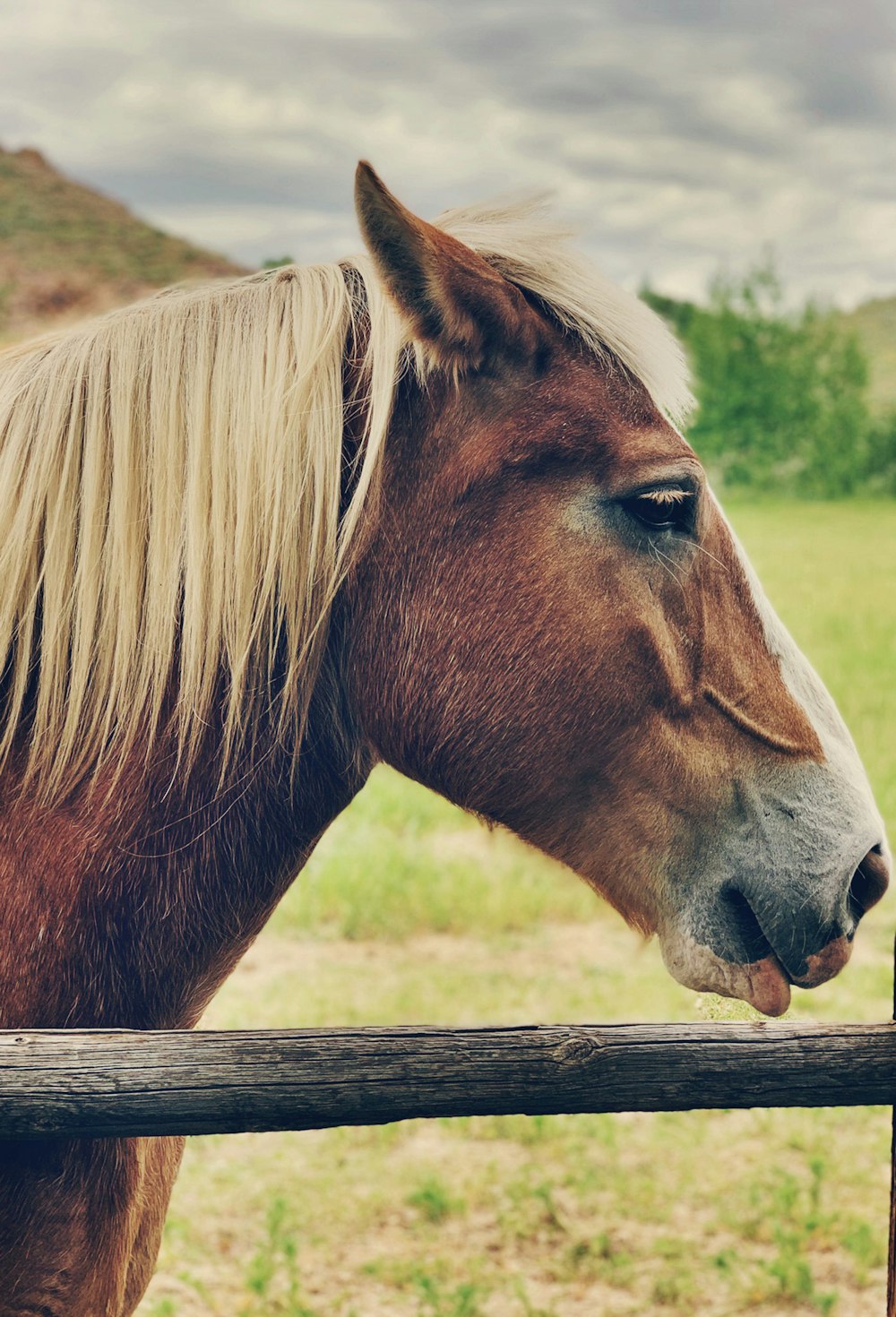 shallow focus photo of brown horse