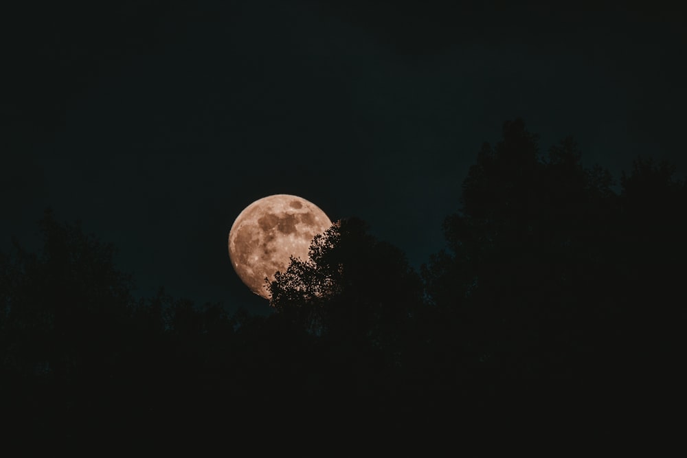 silhouette of trees under full moon