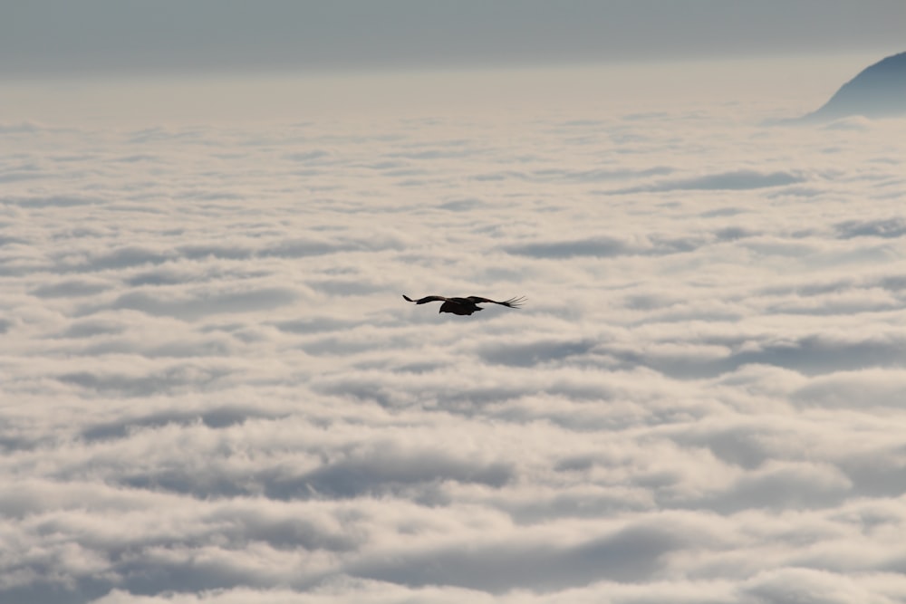 bird in sky with clouds during daytime