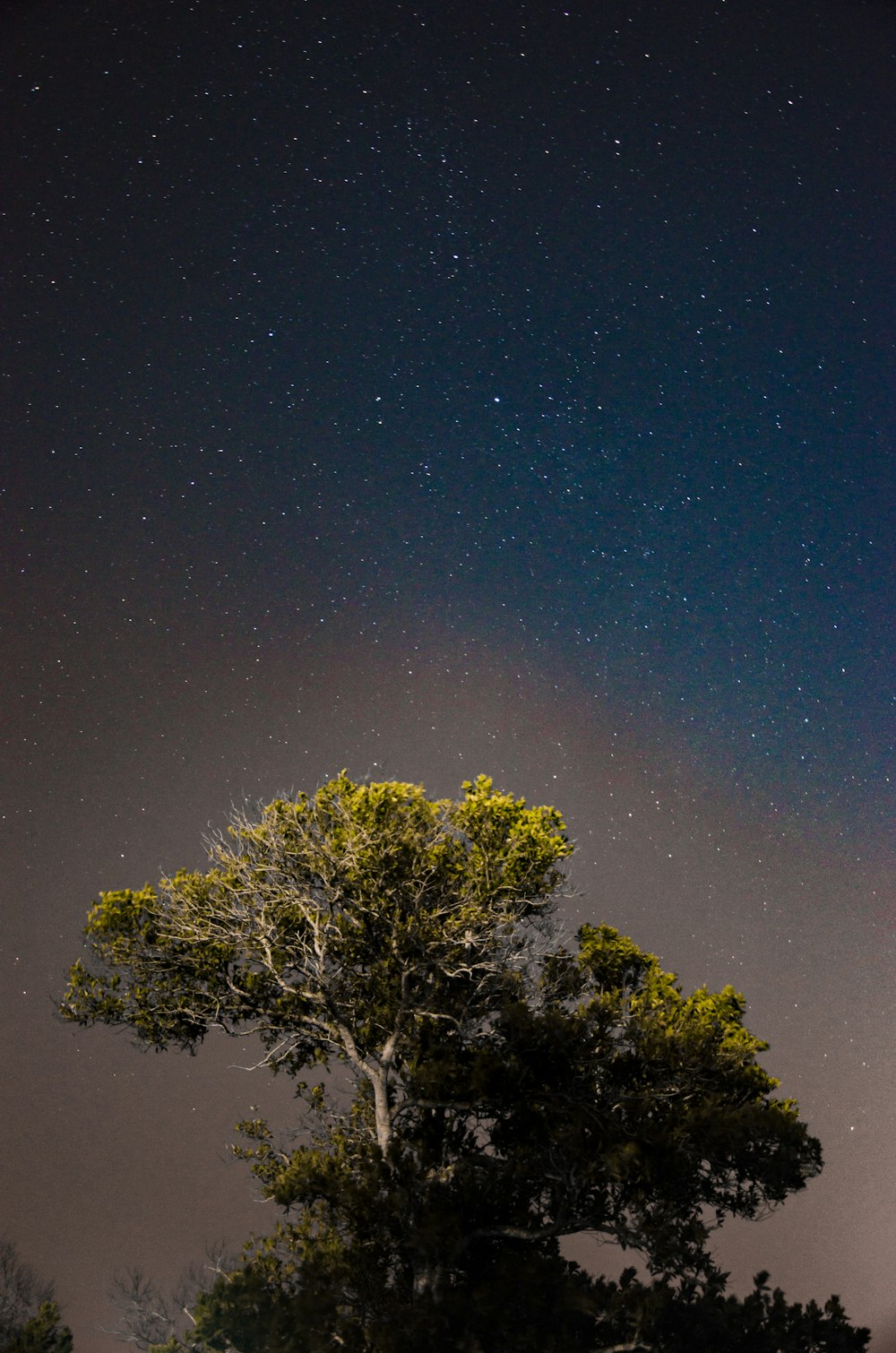 green trees under starry sky