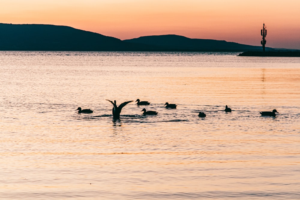 bird lot in water during daytime