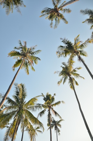 worm view photo of palm trees during daytime