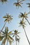 worm view photo of palm trees during daytime