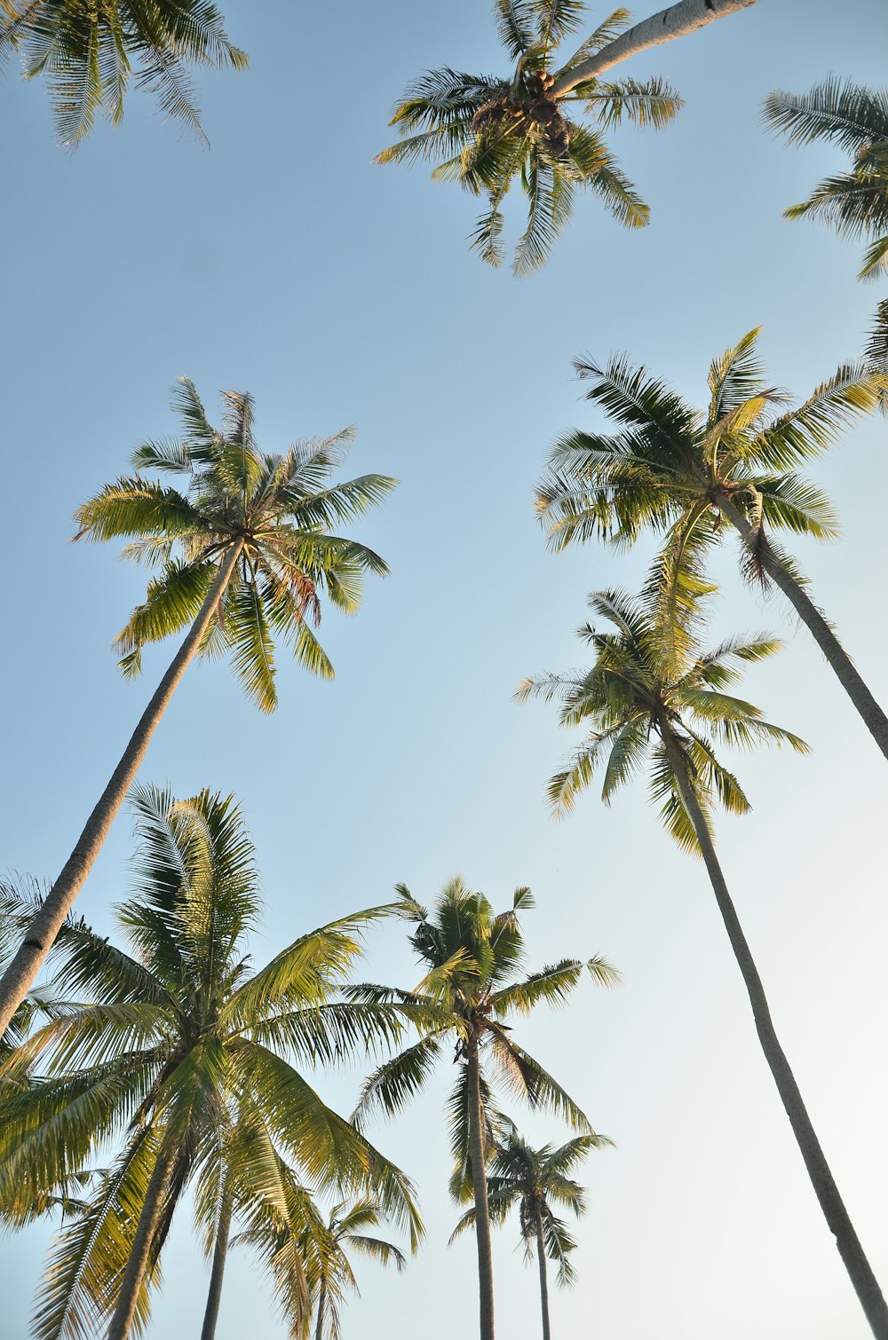 worm view photo of palm trees during daytime