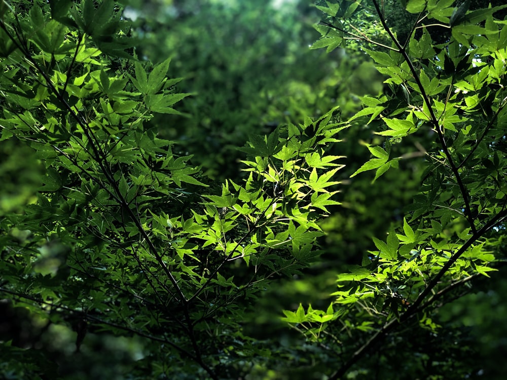 shallow focus photo of green leaves