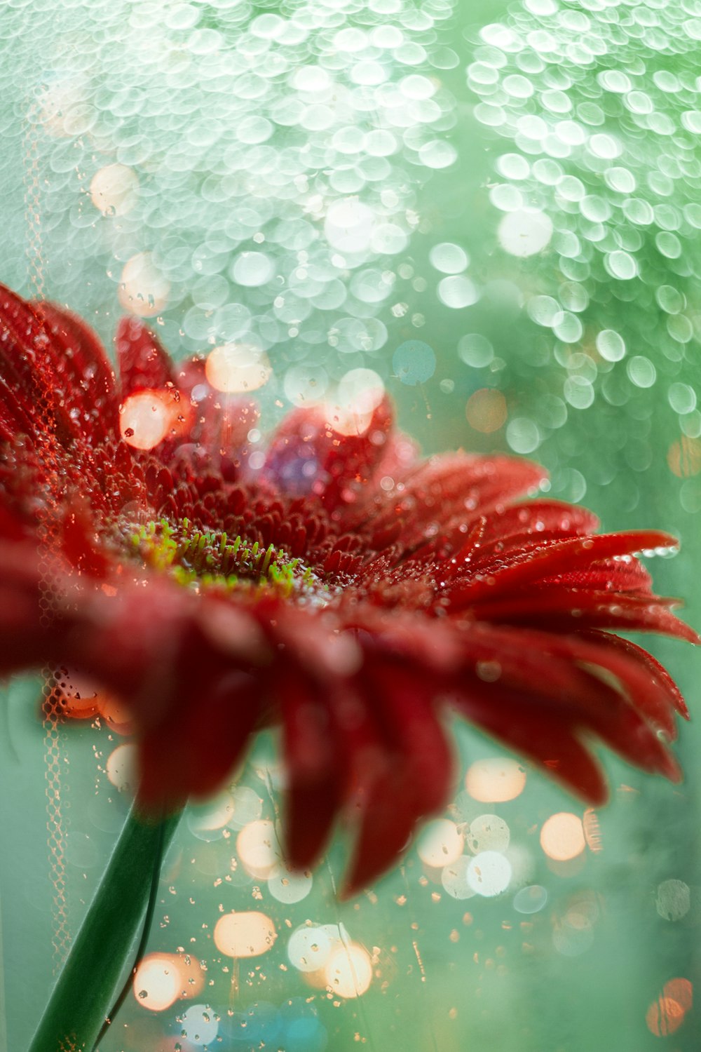 red-petaled flowers with water droplets