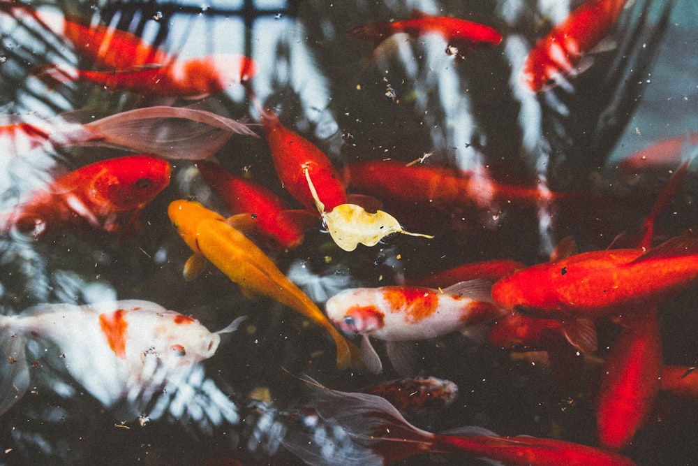 red, yellow, and white koi fish