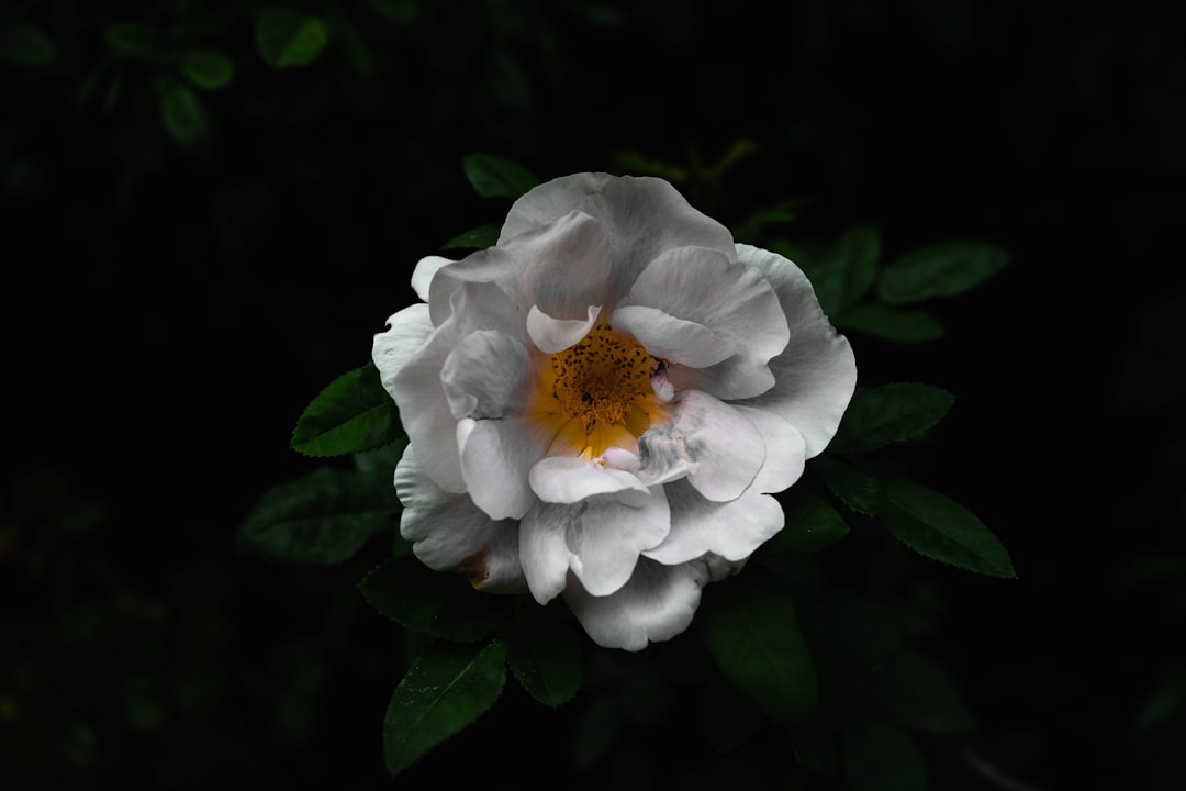 shallow focus photography of white flower