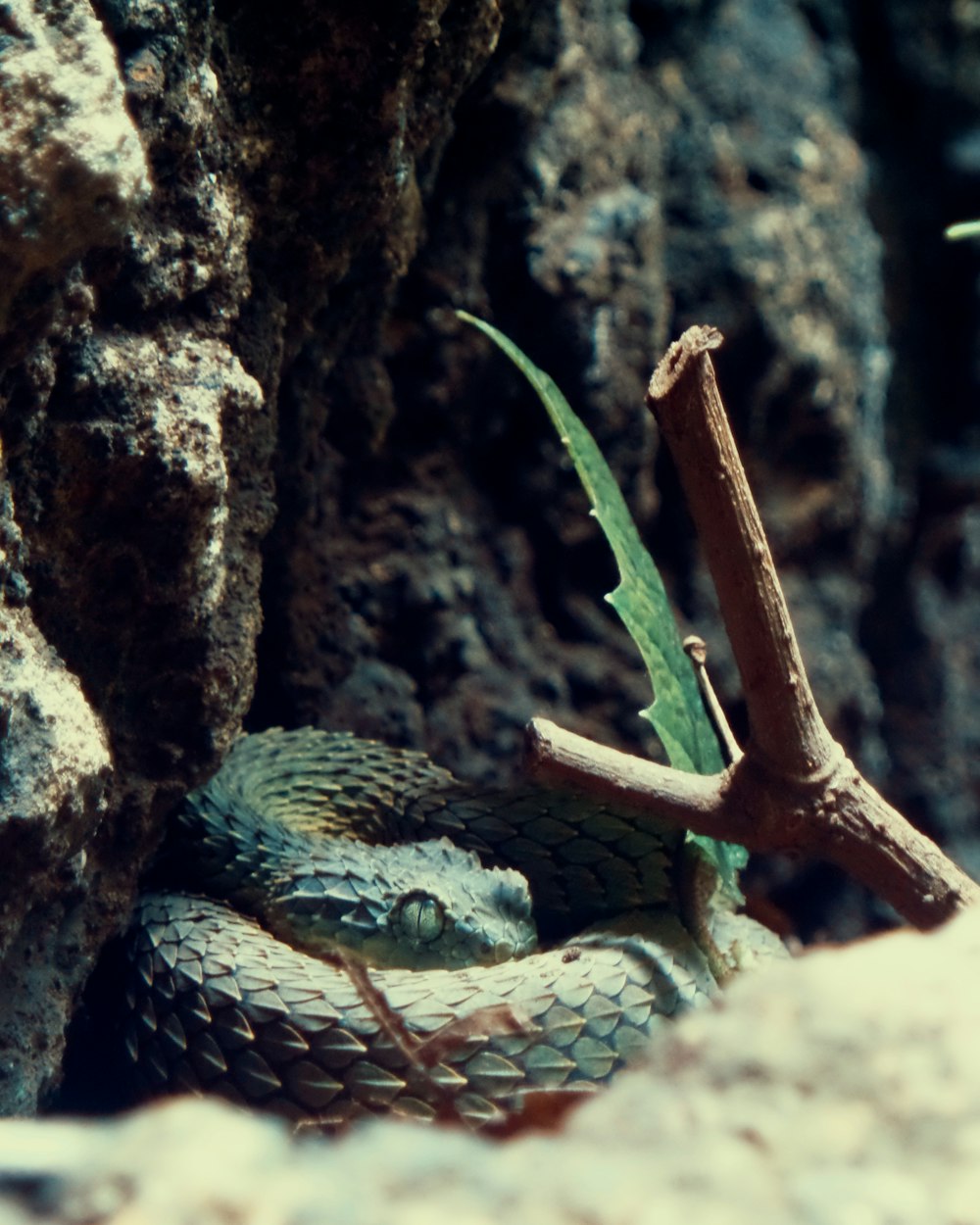 green snake close-up photography