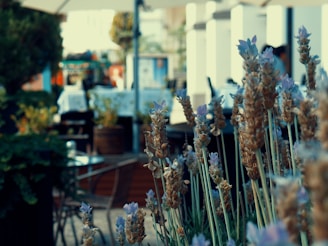 Lavender flowers in the foreground with a blurred outdoor café setting in the background. The scene includes tables, chairs, and some foliage, suggesting a casual, relaxed atmosphere.