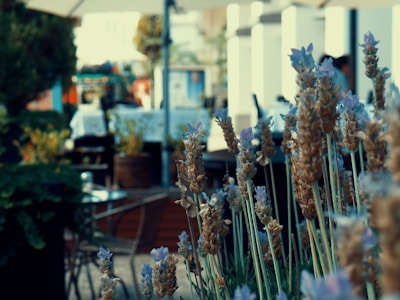 Lavender flowers in the foreground with a blurred outdoor café setting in the background. The scene includes tables, chairs, and some foliage, suggesting a casual, relaxed atmosphere.