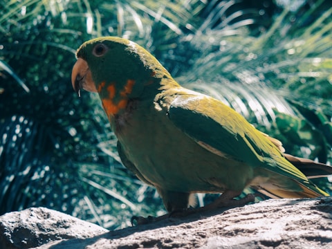 A vibrant green parrot in a tropical setting.