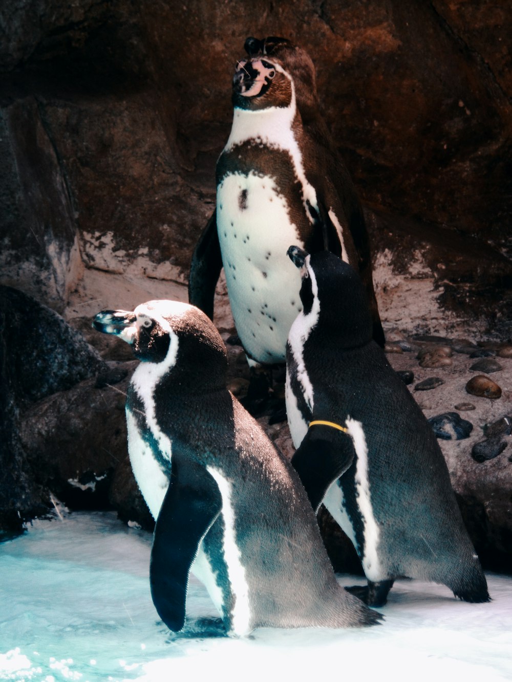 two white and black penguins