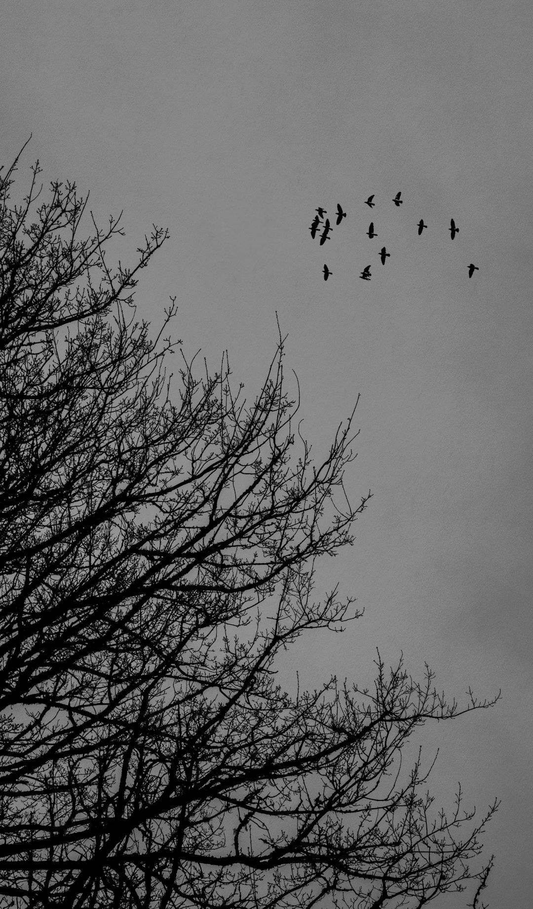 flock of birds