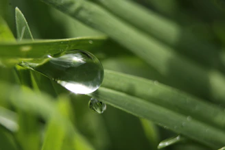 Close-up of a crystal-clear water droplet resting on a smooth green leaf.