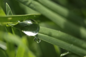 Close-up of a water droplet reflecting a vibrant natural landscape, symbolizing water's living memory.