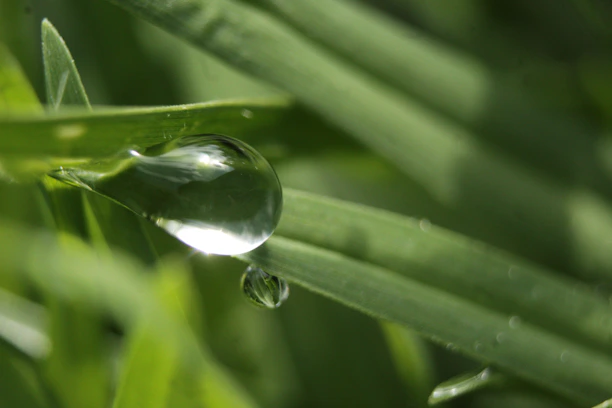 Close-up of a crystal-clear water droplet resting on a smooth green leaf.