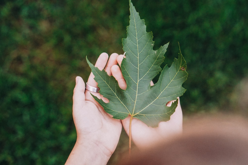 green leaf