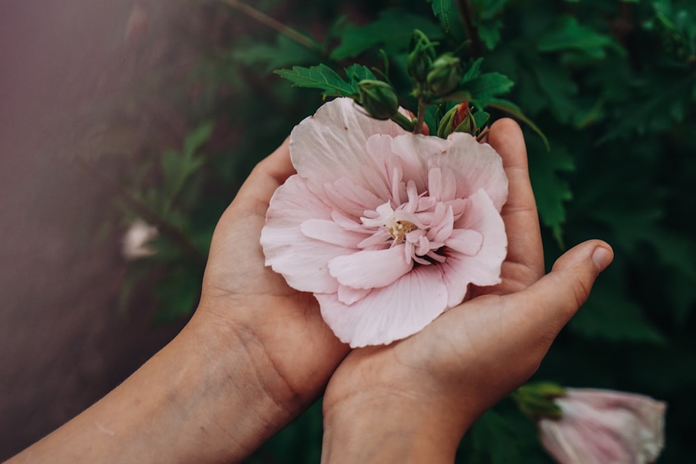 pink petaled flower