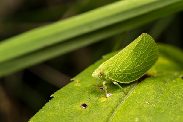 A bright green, leaf-shaped insect rests on a large leaf, blending seamlessly with its surroundings. The intricate vein patterns on its wings mimic the leaf's texture, showcasing a perfect example of camouflage.