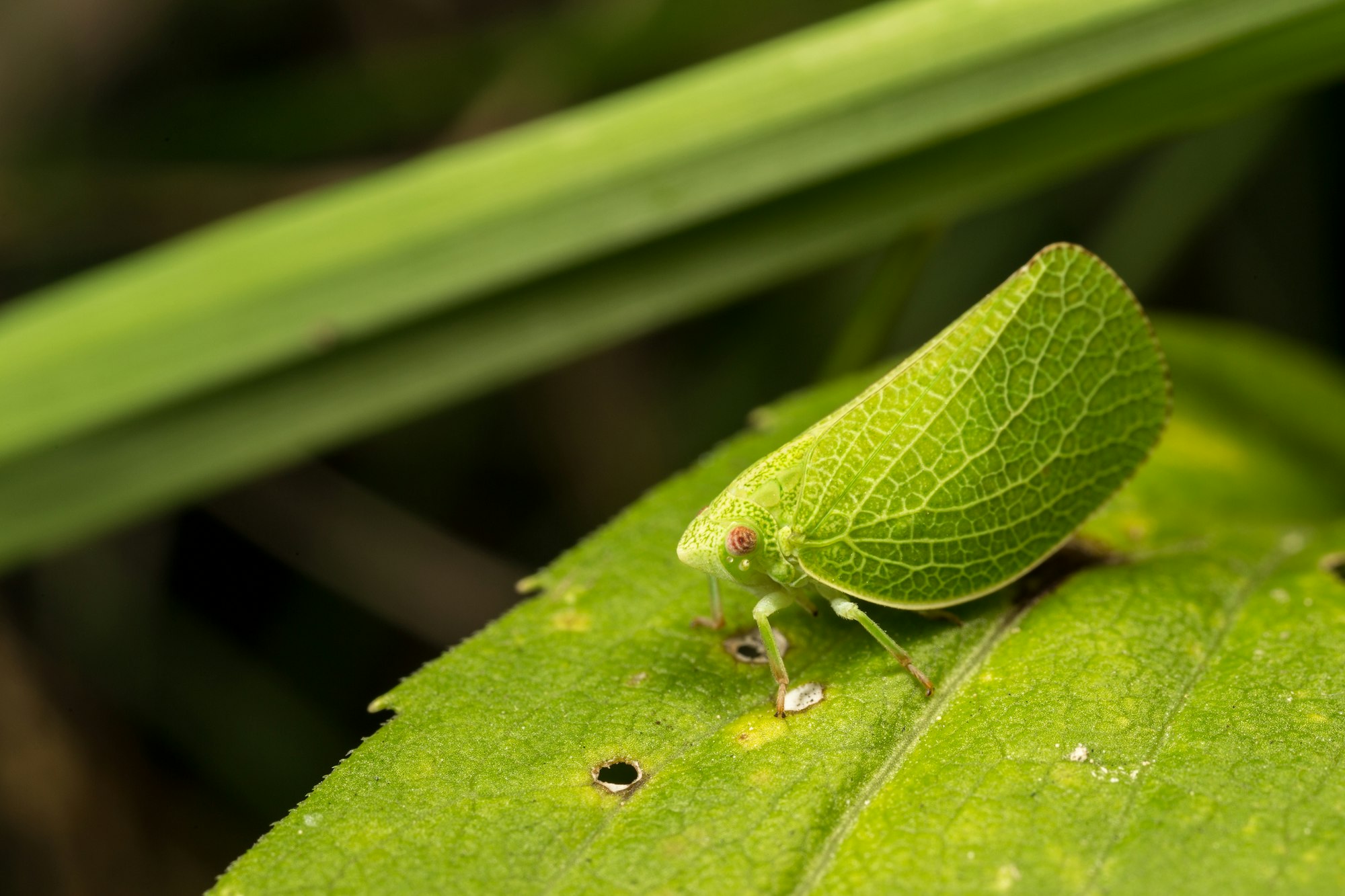 A Planthopper insect (Acanalonia Conica)