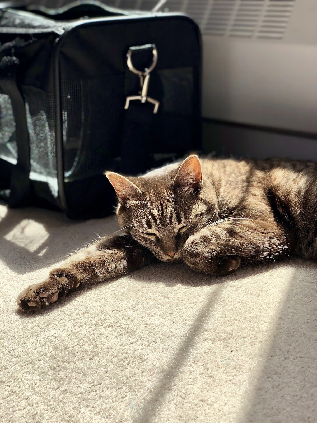 A contented cat resting in a soft carrier