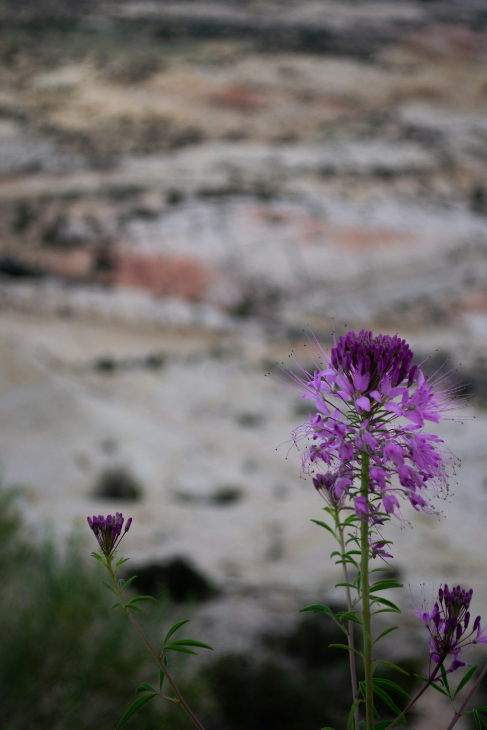 purple petaled flowers